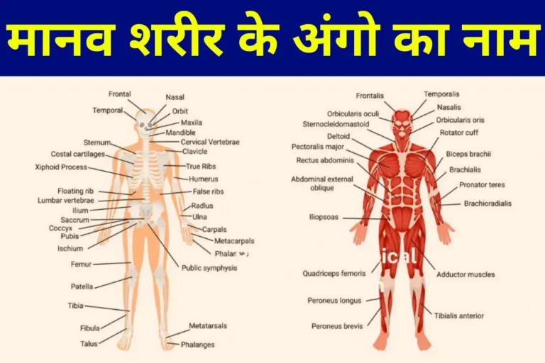 Human Body Parts Name