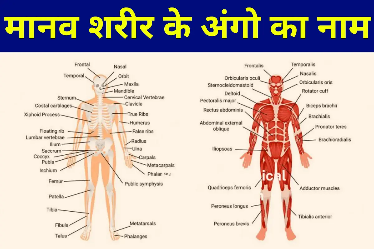 Human Body Parts Name