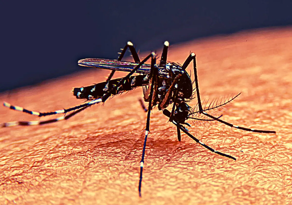 Quit Buying Electronic Mosquito Killer