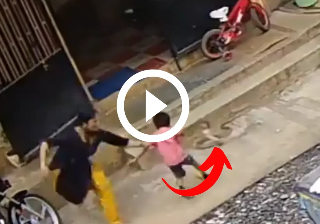 There is no greater warrior than mother: Due to the attack of King Cobra, the life of your child was saved like this, people were stunned by watching the video!