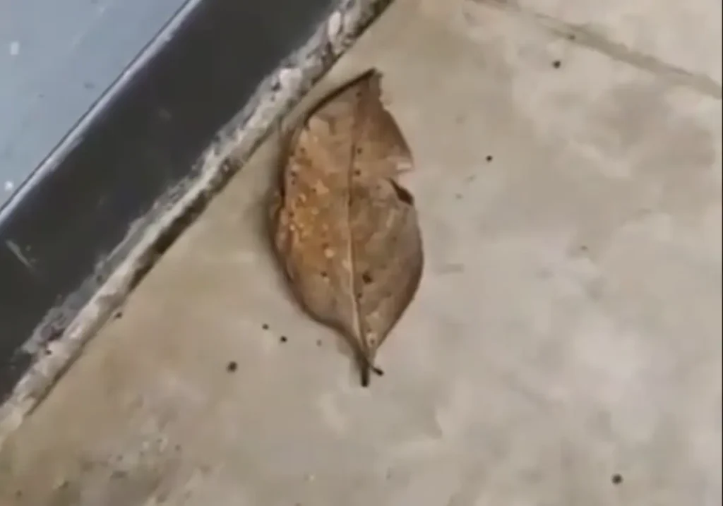 Butterfly is hidden in dry leaves 2022