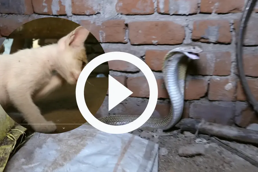 snake and cat Viral video 2022