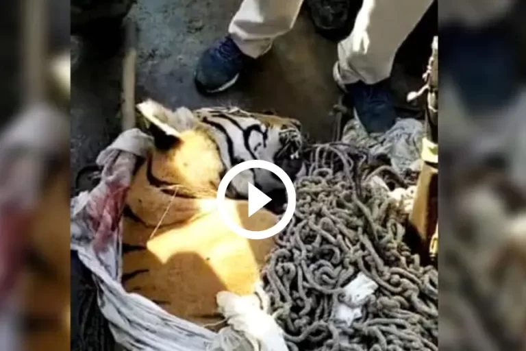 Dreaded cannibal tiger of Valmiki 2022