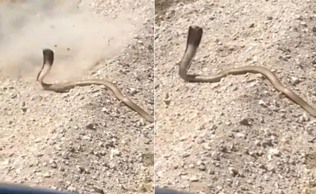 Shooting King Cobra with revolver cost this person dearly