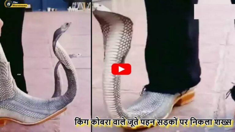 king cobra shoes viral video