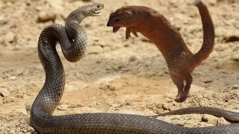 King Cobra-Nevla Fight Video