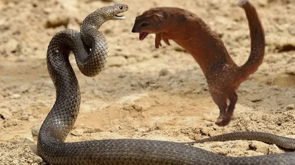 King Cobra-Nevla Fight Video