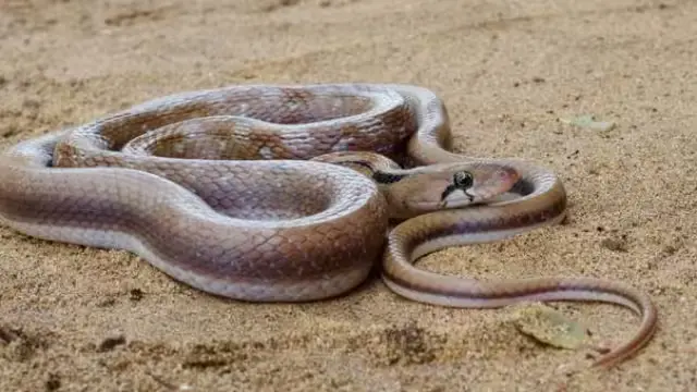 Valmiki Tiger Reserve rare copper headed tricent snake