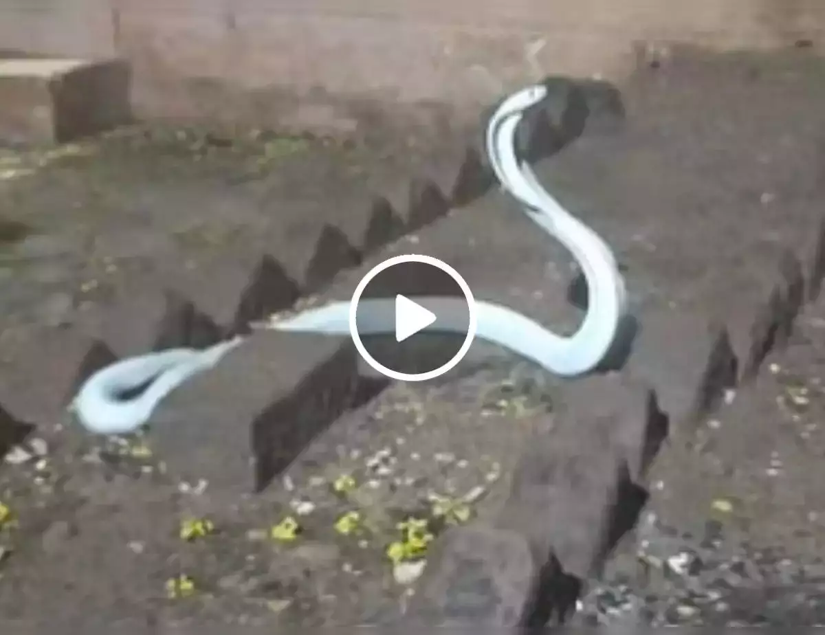 White King Cobra Ka Video