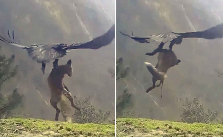 Hawk hunted the big fox by blowing it in the air