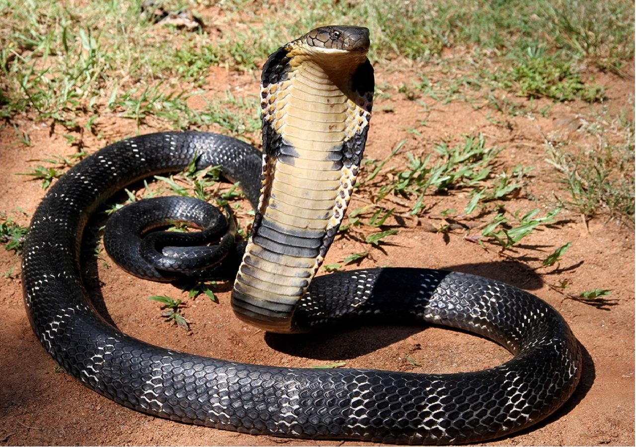 King Cobra Seen First Time in Forest
