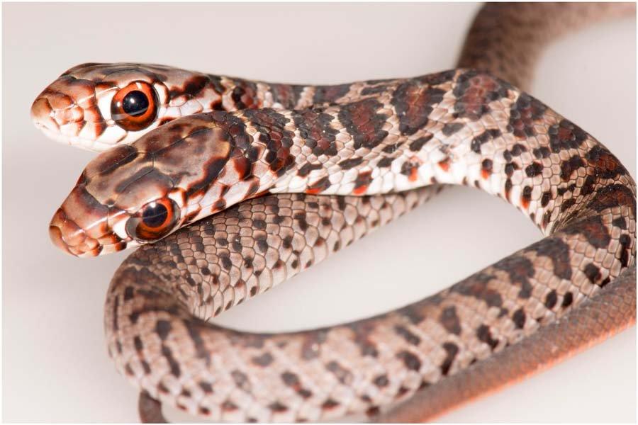 Double headed twin snake