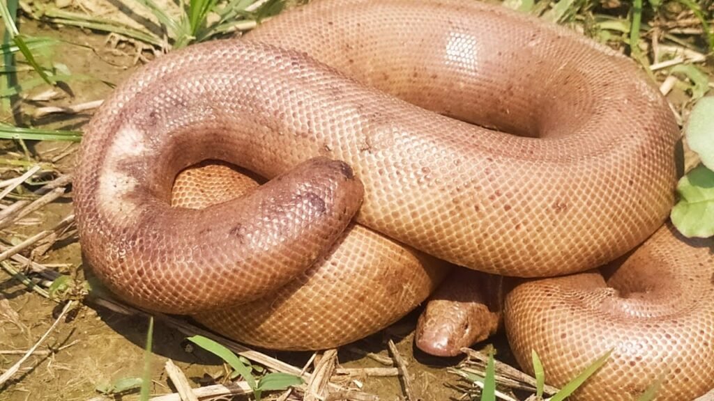 Two-headed snake sold for Rs 25 crore
