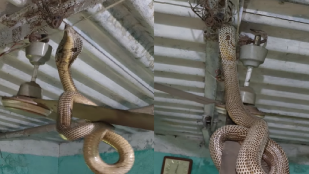 King cobra snake reached the ceiling fan