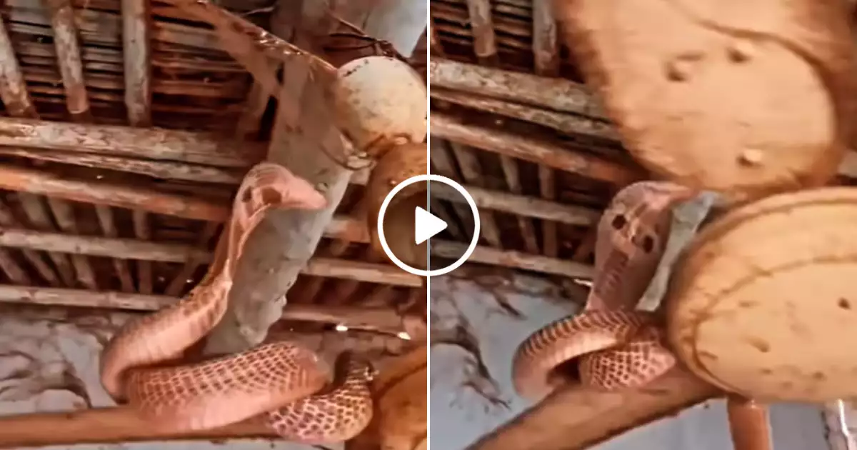 King cobra snake reached the ceiling fan