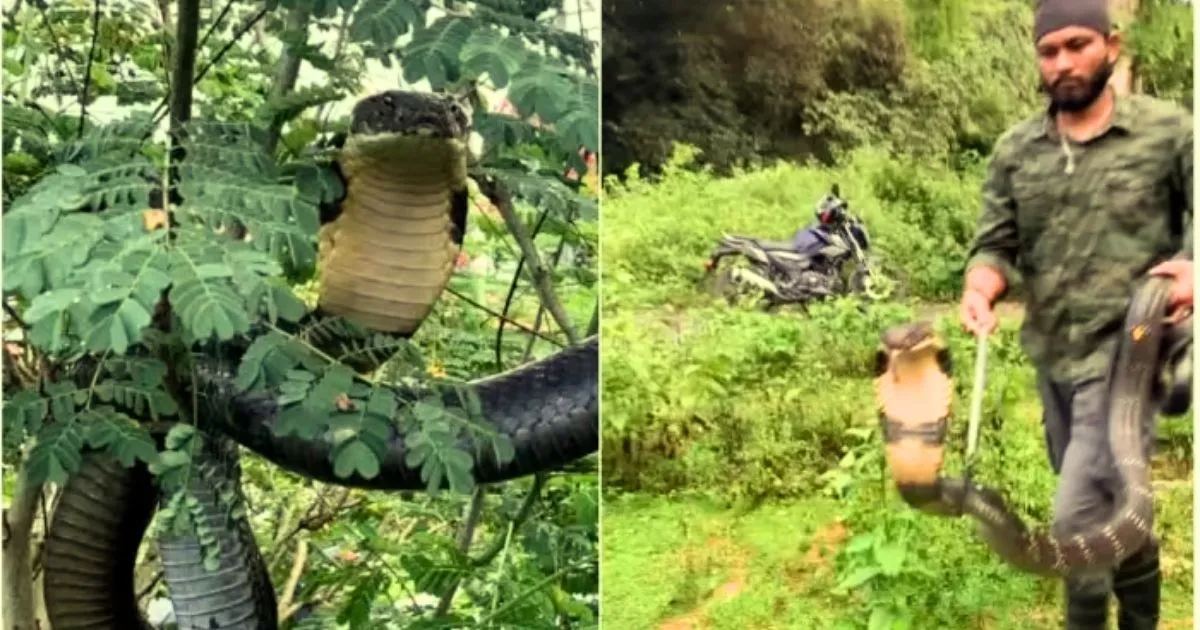 15 foot long King Cobra Snake in Karnataka